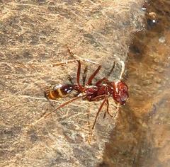 Ocymyrmex barbiger