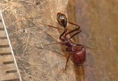 Ocymyrmex barbiger