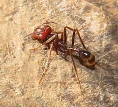 Ocymyrmex barbiger