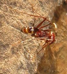Ocymyrmex barbiger