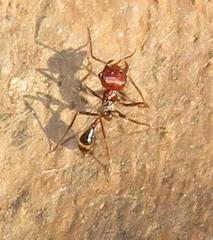 Ocymyrmex barbiger