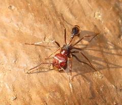 Ocymyrmex barbiger