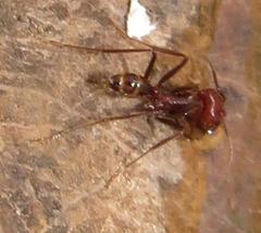 Ocymyrmex barbiger
