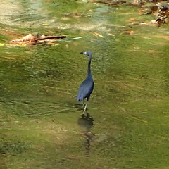 Egretta caerulea