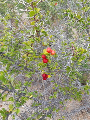 Castela peninsularis