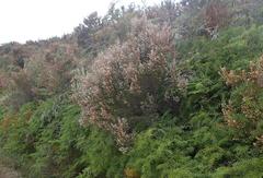 Erica fuscescens