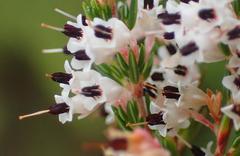 Erica fuscescens