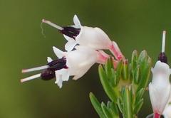 Erica fuscescens