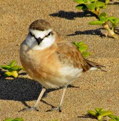 Charadrius marginatus arenaceus
