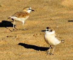 Charadrius marginatus arenaceus
