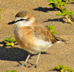 Charadrius marginatus arenaceus