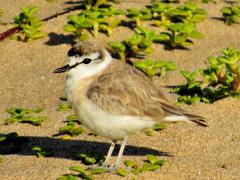 Charadrius marginatus arenaceus
