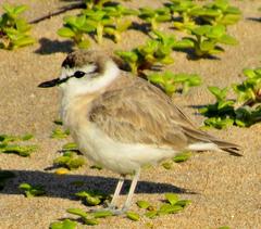 Charadrius marginatus arenaceus