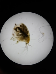 Simocephalus