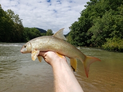 Smallmouth Redhorse photo 4