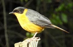 Cossypha dichroa dichroa