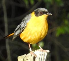 Cossypha dichroa dichroa