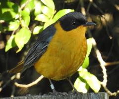 Cossypha dichroa dichroa