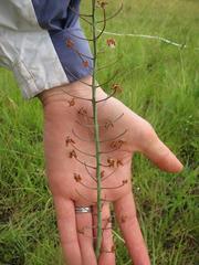 Eriospermum cooperi cooperi
