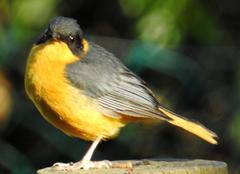 Cossypha dichroa dichroa