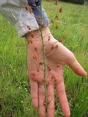 Eriospermum cooperi cooperi