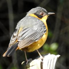 Cossypha dichroa dichroa