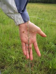 Eriospermum cooperi cooperi