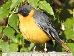 Cossypha dichroa dichroa