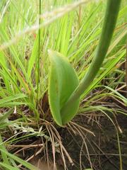 Eriospermum cooperi cooperi