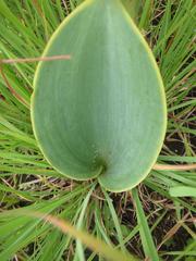 Eriospermum cooperi cooperi