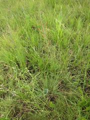 Eriospermum cooperi cooperi