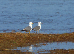 Larus crassirostris