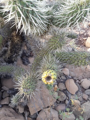Cylindropuntia bigelovii ciribe