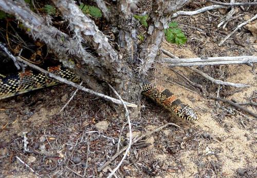 Long-nosed Snake, Santa Barbara County, CA, USA, photo 5 of 10