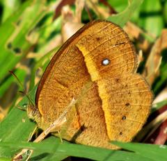 Brakefieldia perspicua perspicua