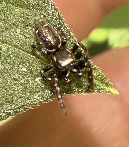 Metaphidippus manni