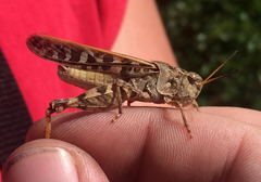 Pardalophora phoenicoptera