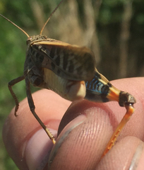 Pardalophora phoenicoptera