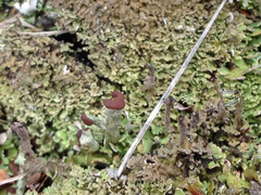 Cladonia subcariosa