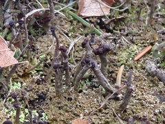 Cladonia subcariosa