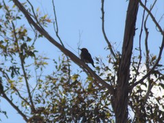 Colaptes