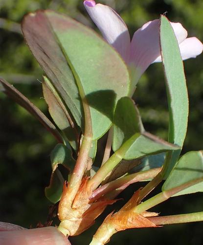 Image of Oxalis nortieri by (c) Nicola van Berkel, some rights reserved (CC BY-SA)