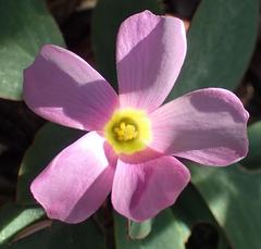 Oxalis nortieri