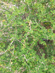 Euphorbia magdalenae