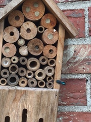 Osmia ribifloris ribifloris