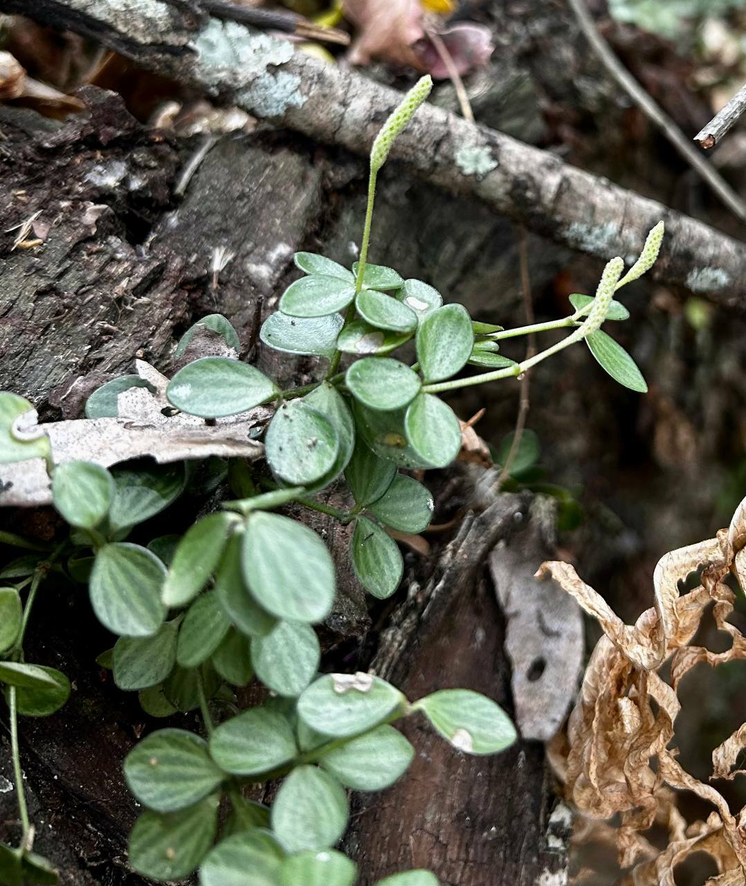Peperomia tetraphylla image