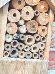 Osmia ribifloris ribifloris