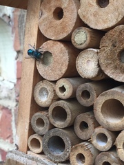 Osmia ribifloris ribifloris