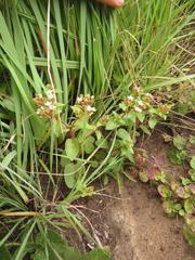 Crassula pellucida brachypetala