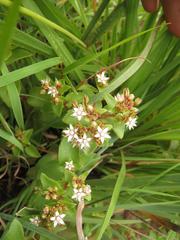 Crassula pellucida brachypetala